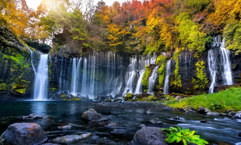 The Healing Power of Nature: Explore This Phenomenon