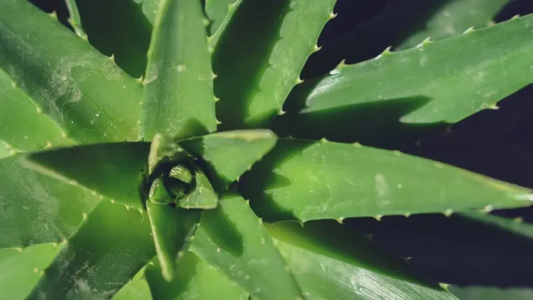 Aloe Vera Plant