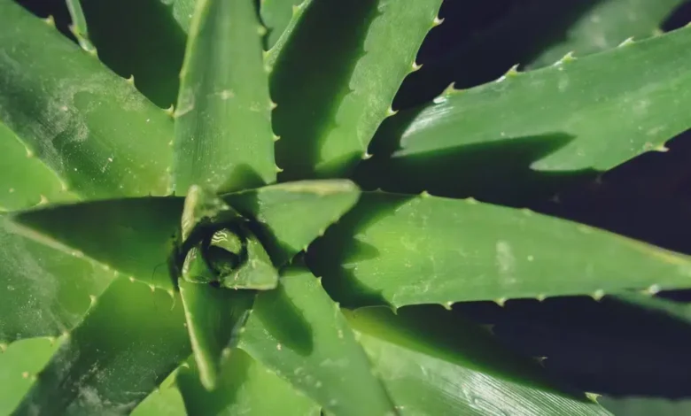 Aloe Vera Plant