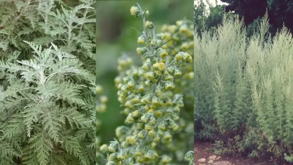 Ancestral Wisdom - Artemisia afra, commonly known as African wormwood or Wilde Als (Umhlonyane in some Nguni languages, and Lengana in SeSotho and SeTswana).