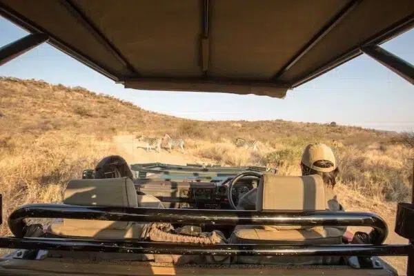 A photograph of a game drive (safari) in Pilanesberg, South Africa.