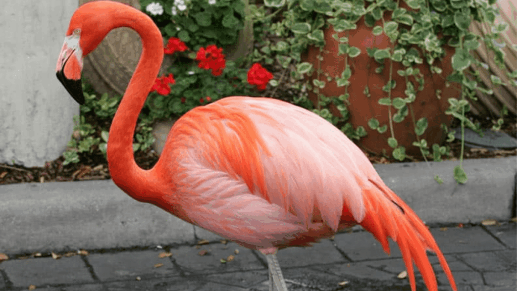 Flamingo at the Bird Gardens in Montecasino