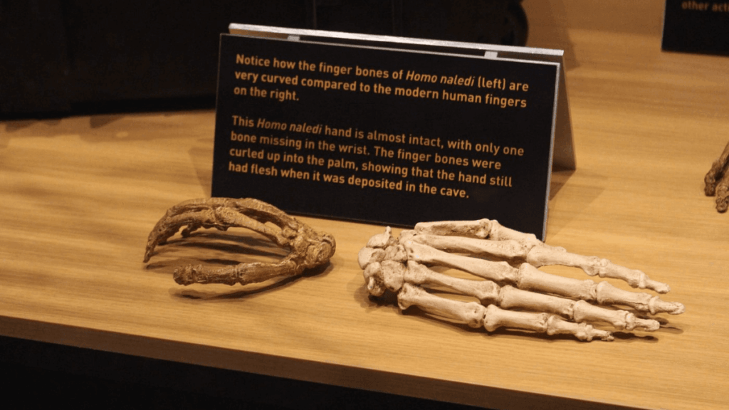Homo Naledi skeletal bones at the Cradle of Humankind