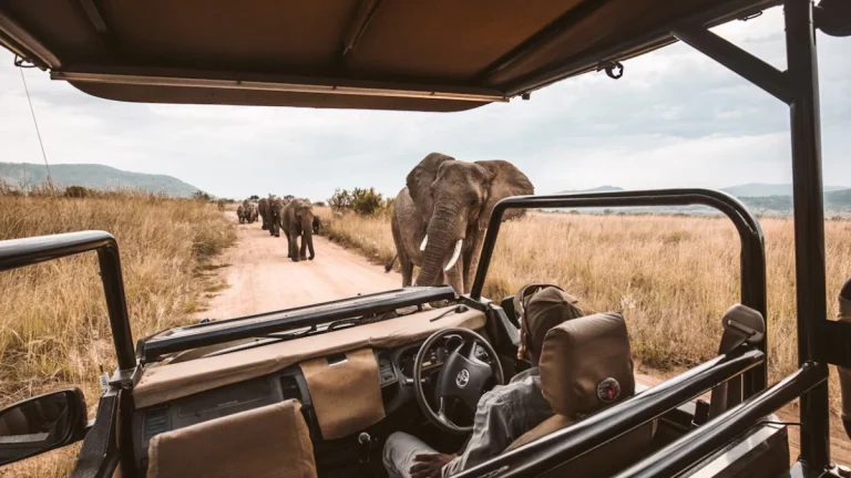 How to Plan the Perfect Safari in Gauteng: A First-Timer’s Guide