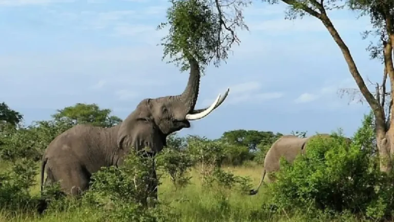 The Best Safari Adventures in Gauteng: Where to See Wildlife Up Close