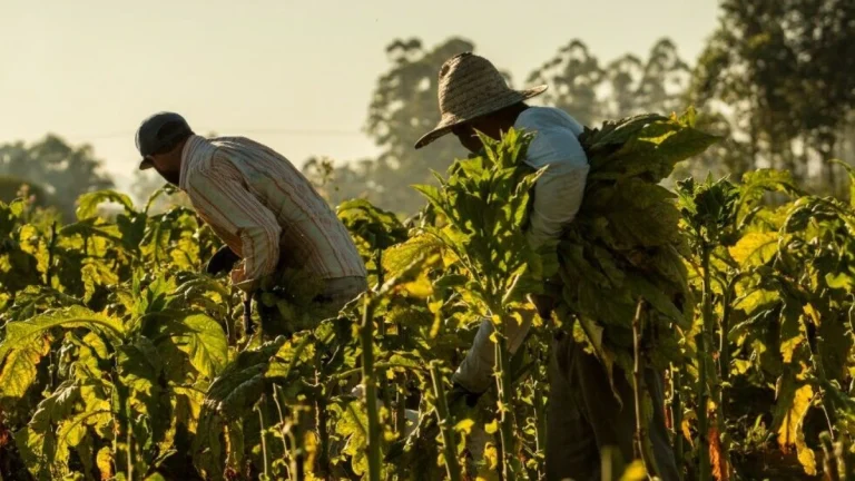 Illicit Cigarette Trade Is Destroying South African Jobs — Here’s How to Stop It
