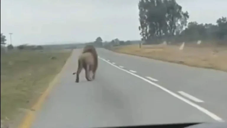 Lion Jumps from Moving Vehicle: Experts Slam Captive Wildlife Gaps